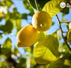 El limón. Remedios naturales con limón que te sorprenderán ¿Cuáles son sus beneficios?