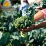 Brócoli, beneficios y propiedades para tu salud
